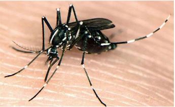Dịch vụ diệt muỗi - Diệt Mối Thành Nhân - Công Ty TNHH Diệt Mối Và Côn Trùng Thành Nhân